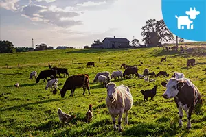 Livestock Machinery and Equipment