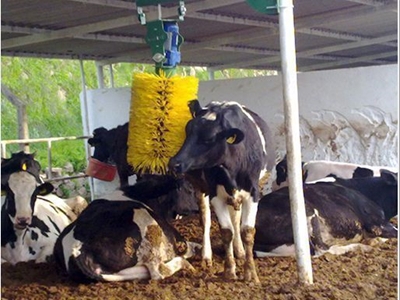 Kaşıntı Fırçası