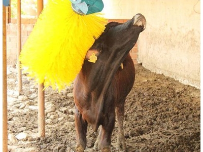 Kaşıntı Fırçası - 1