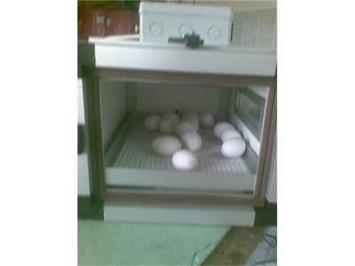30 Yumurtalık Otomatik Nemlendirmeli Çıkım Makinası - 2