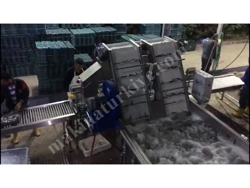 Balık Yıkama Ve Tartılı Kasalama Sistemi 10 Ton/Saat