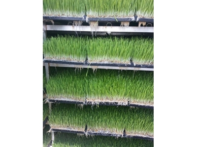Taze Yeşil Yem Üretim Tesisi (365 Gün Taze Yeşil Yem) S-98 : 300-350 Kg /Gün  - 3