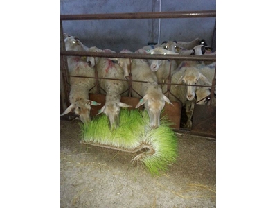 Taze Yeşil Yem Üretim Tesisi (365 Gün Taze Yeşil Yem) S-200 : 750-800 Kg/Gün  - 4