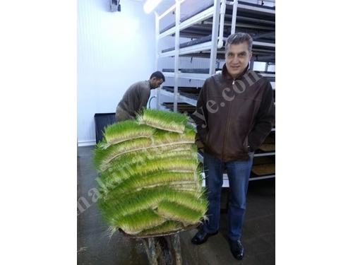Installation de production de fourrage vert frais (365 jours de fourrage vert frais) S-400 : 1000-1200 kg/jour