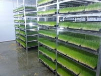 Produktionsanlage für frisches grünes Futter (365 Tage frisches grünes Futter) S-900: 2.000-2.200 kg/Tag - 2