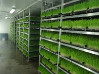 Produktionsanlage für frisches grünes Futter (365 Tage frisches grünes Futter) S-900: 2.000-2.200 kg/Tag - 5