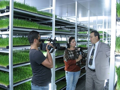 Taze Ot Yem Makinası 3000-3200 Kg / Gün  ( S-1200 ) - 3