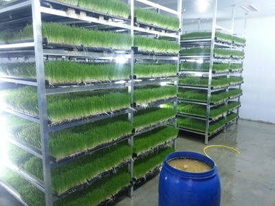 Taze Ot Yem Makinası 3000-3200 Kg / Gün  ( S-1200 ) - 5
