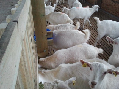 Taze Yeşil Yem Üretim Tesisi (365 Gün Taze Yeşil Yem) S-1600 : 4.000 - 4.200 Kg/Gün  - 1