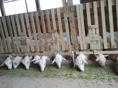 Taze Yeşil Yem Üretim Tesisi (365 Gün Taze Yeşil Yem) S-1600 : 4.000 - 4.200 Kg/Gün  - 2