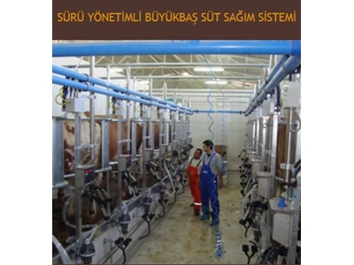 Sürü Yönetimli Büyükbaş Süt Sağma Sistemi - Sezer 