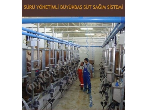 Sürü Yönetimli Büyükbaş Süt Sağma Sistemi - Sezer 
