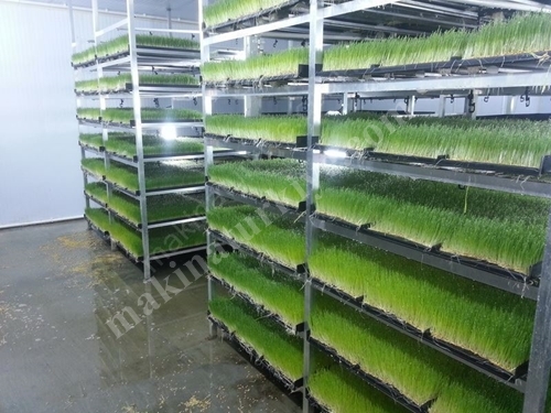 Fresh Green Forage Production Facility (365 Days Fresh Green Forage) S-600: 1500-1600 Kg/Day