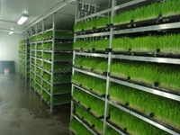 Производственный завод для производства свежего зеленого корма (365 дней свежего зеленого корма) S-1200; 6000-6200 кг/день - 2
