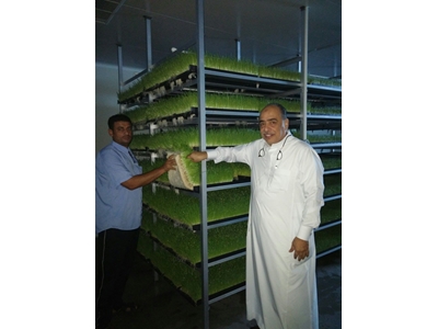 Taze Yeşil Yem Üretim Tesisi (365 Gün Taze Yeşil Yem)  S-3200 ; 8.000-8.200 Kg/Gün  - 1
