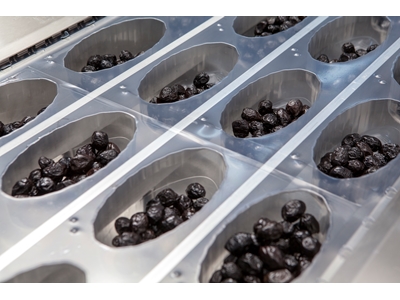 Zeytin Termoform Makinesi - 5