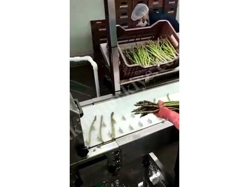 P-KK001 Asparagus Root Cutting Machine