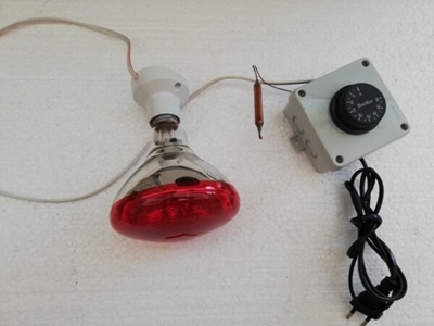 Kuluçka İnfrared Ampul 100 W Gazlı Termostat Isıtıcı Seti