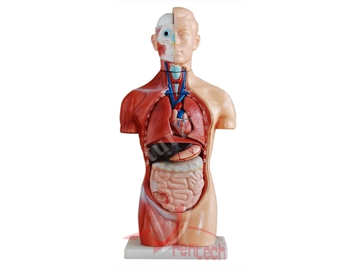 Okul Tipi Deney Seti Biyoloji Anatomik Deneyler