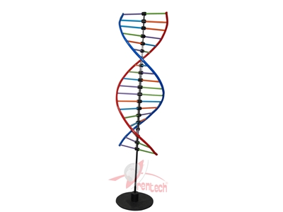 Okul Tipi Deney Seti Dna Modeli - 0