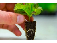 Système de germination clos de type vertical à retenue de racines de 5,040 racines - 4