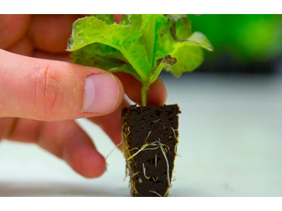 5.040 Root Retention Vertical Type Closed Sprouting System - 4