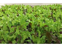 5.040 Root Retention Vertical Type Closed Sprouting System - 2