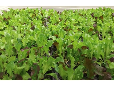 5.040 Root Retention Vertical Type Closed Sprouting System - 2