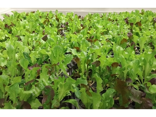 5.040 Root Retention Vertical Type Closed Sprouting System