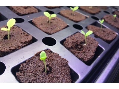 5.040 Root Retention Vertical Type Closed Sprouting System - 3