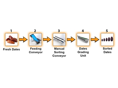 1-3 Ton / H Capacity Dates Grading And Sorting Line - 1