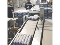Conveyor Belting Egg Collection Machine - 0