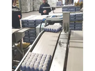Conveyor Belting Egg Collection Machine
