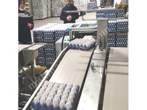 Conveyor Belting Egg Collection Machine