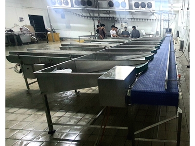 Balık Boylama Ve Eleme Makinası