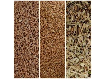 Tohum, tahıl temizleme ve sınıflandırma makinesi - 3