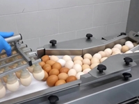 RX2 Egg Breaking Separating Machine - 5