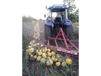 10,000 Kg / Hour Pumpkin Watermelon Cantaloupe Sorting Machine - 4