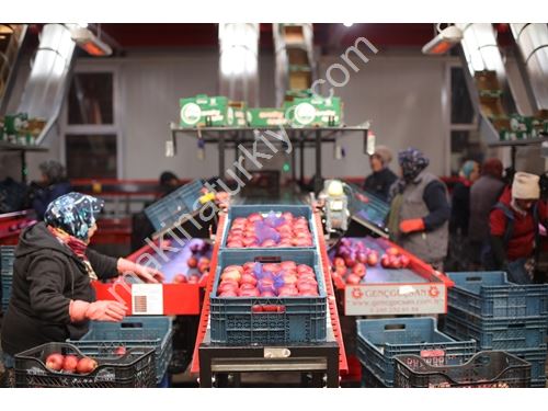 Konveyör Bantlı Meyve Sebze Ayıklama Bandı