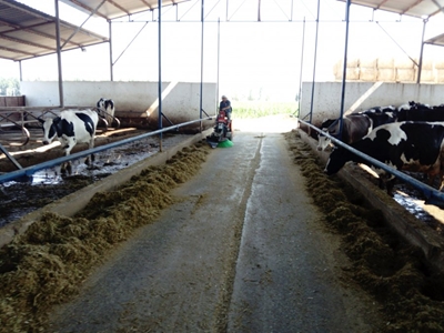 10 Hp 4 Zamanlı Kürek Fırçalı Yem Yanaştırma Makinası - 4