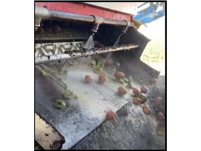 Walnut Peeling Machine Conveyor Type - 1