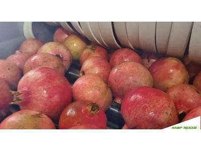Granatapfel Sortiermaschine - 3