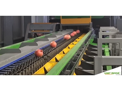 Granatapfel Sortiermaschine - 0