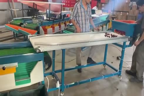 Kiraz Boylama Makinesi