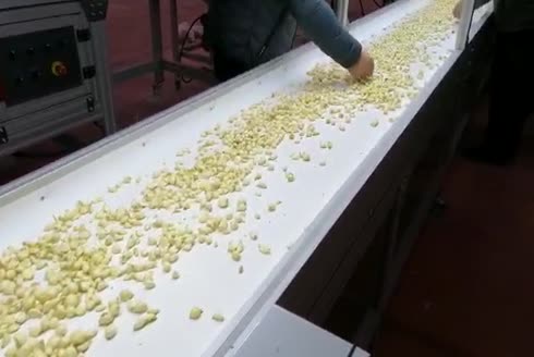 600 Kg/Saat Sarımsak Sap ve Pürçek Kesme Makinası