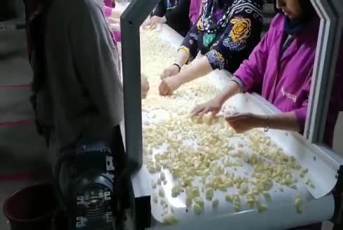 5000 Kg/Gün Sarımsak Kafa Dağıtma Kabuk Kırma Dişleme ve Soyma Makinası