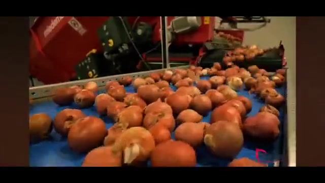 Patates Soğan Boylama Makinası