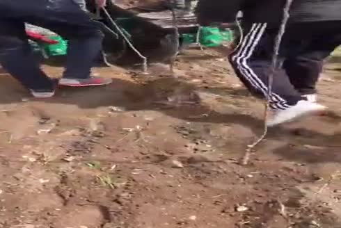 Dwarf Fruit Sapling Serial Planting Machine
