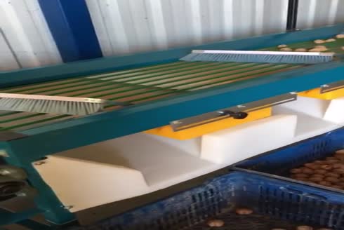 Ceviz Boylama Makinası 	A-CB001