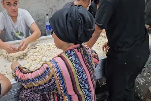 3000 Kg/Gün Sarımsak Zar Soyma Makinası